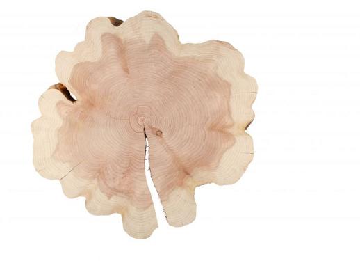Sequoia 90cm doorsnede